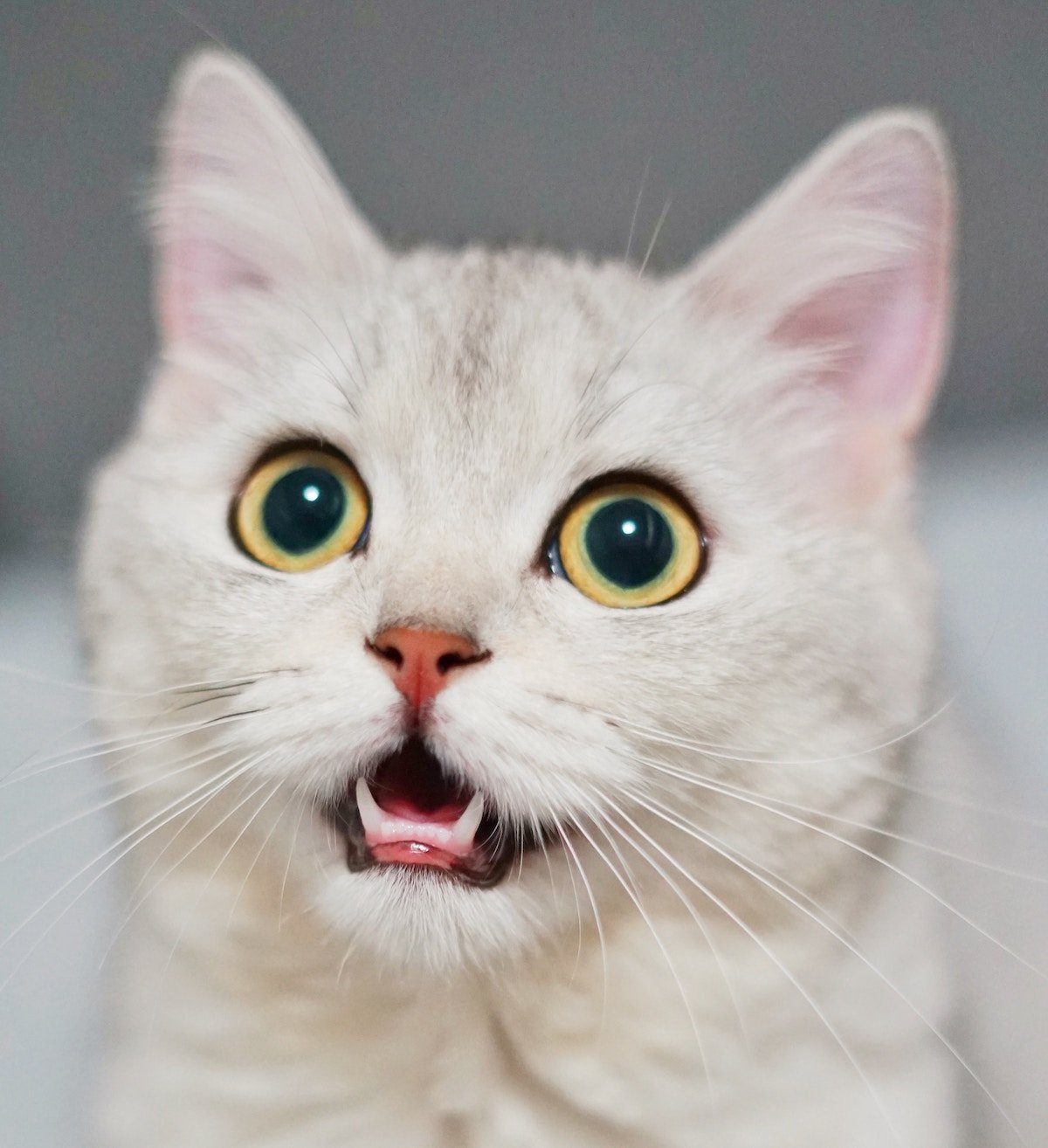 Signs of pain in cats
