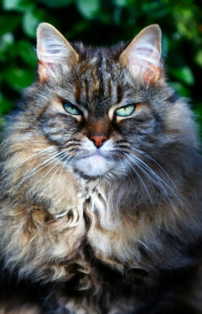 Senior cat clinic