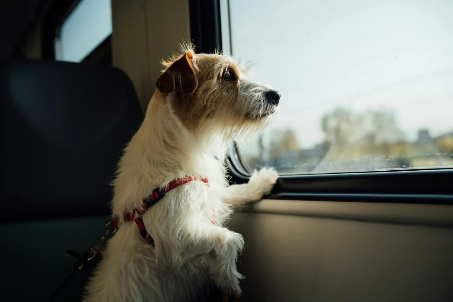 Animal Health Certificates for travel with your pet