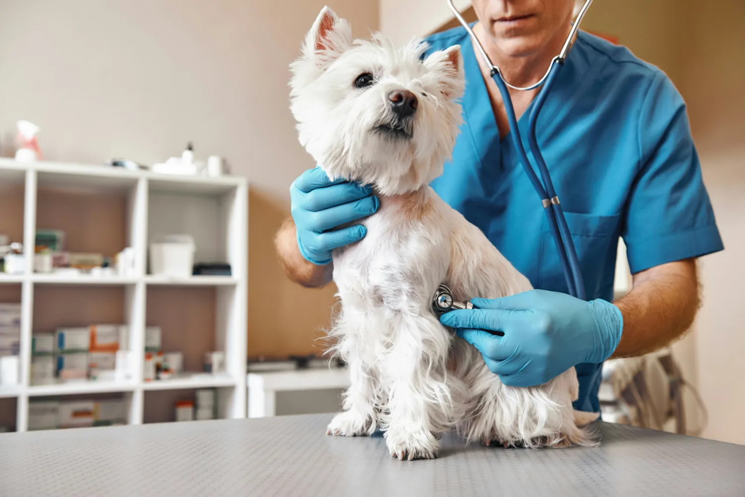 Dog at a veterinary clinic