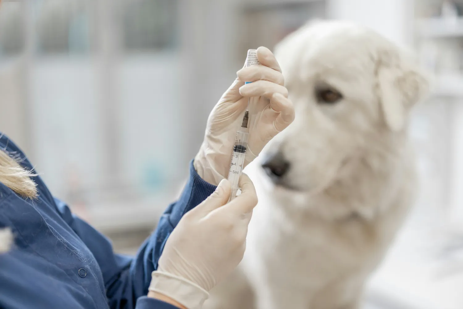 dog vaccination